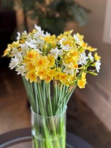 100 Cornish Scented Narcissi 