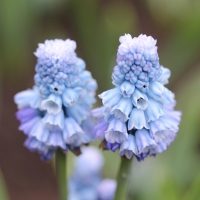 Muscari Azureum