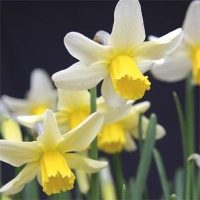 Jack Snipe Miniature Daffodil / Narcissi