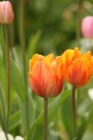 Colourful Tulip Collection