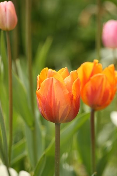 Colourful Tulip Collection