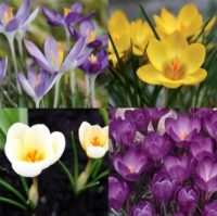 Mixed Crocus