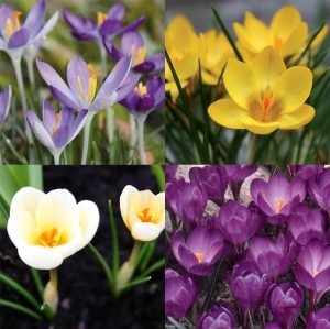 Mixed Crocus