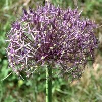 Allium Christophii