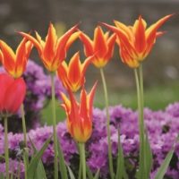 Flyaway Tulip Bulb