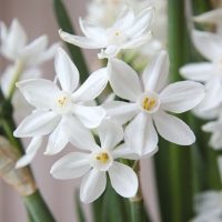 Paper-Whites