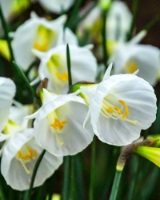 White Petticoat Daffodil Bulbs