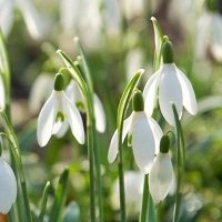 Snowdrop Galanthus Nivalis Bulbs