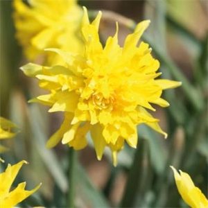 Rip Van Winkle Miniature Daffodil / Narcissi