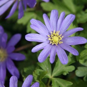 Anemone Blanda Blue