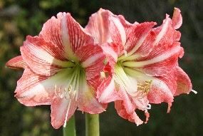 Amaryllis