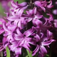 purple sensation hyacinth