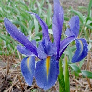 iris-blue-magic2