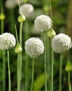 Allium Ping Pong  Bulbs