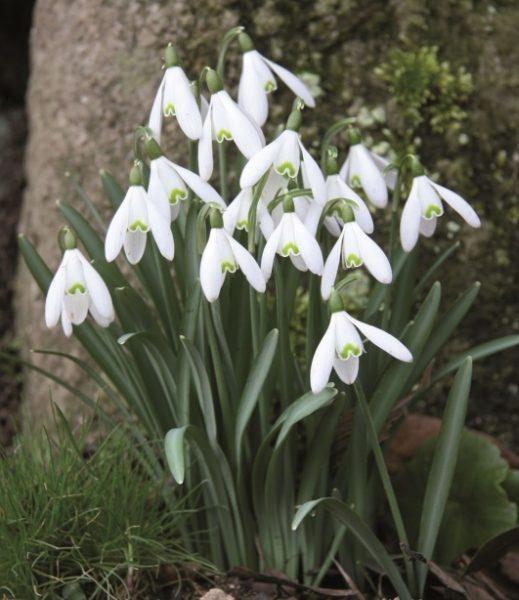 Early Spring Flowering Collection