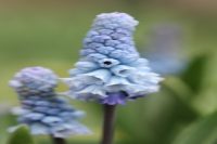 Early Spring Flowering Collection