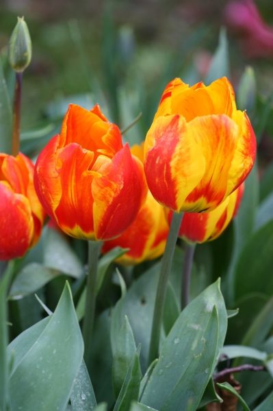 Fire Tulip Collection