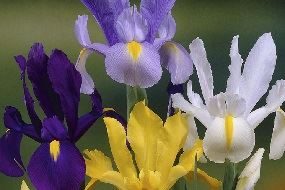 Iris Hollandica