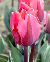 Pretty Princess Tulip Bulbs