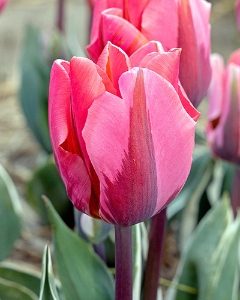 Pretty Princess Tulip Bulbs