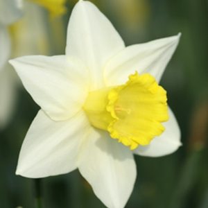 Buy Daffodil Bulbs online for UK delivery from September onwards