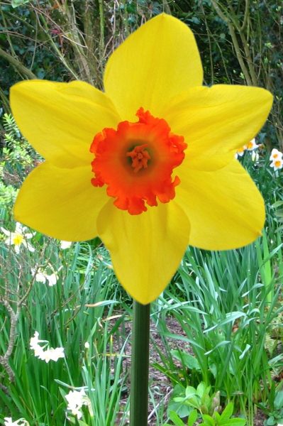 Penkivel Cornish Daffodil Bulb Collection