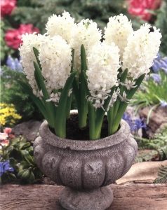 White Pearl Hyacinth Bulbs