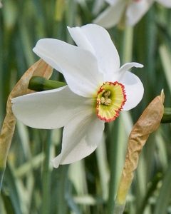 Recurvus Daffodil  Bulbs