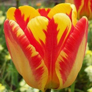 Banja Luka tulip