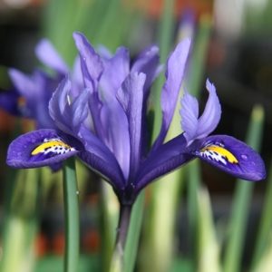 Iris Ret Harmony