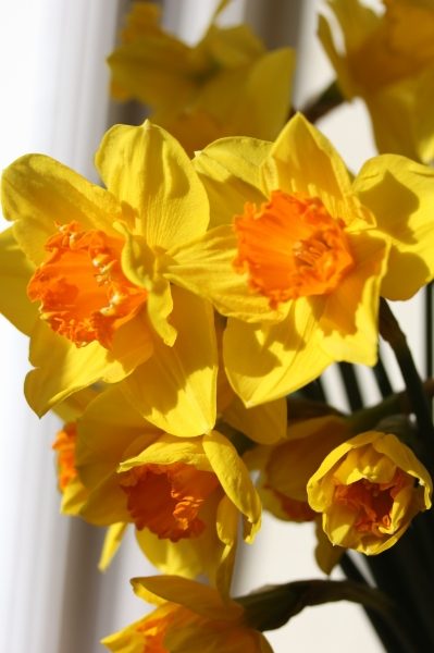 Penkivel Cornish Daffodil Bulb Collection