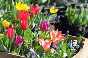 Spring bulb collections