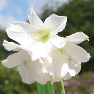 Amaryllis Mont Blanc