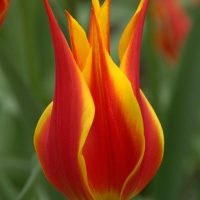 Flyaway Tulip Bulbs