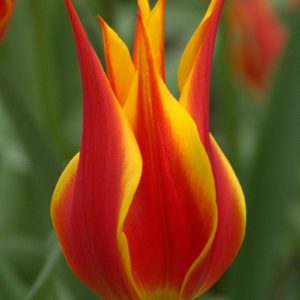 Flyaway Tulip Bulbs