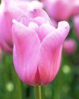 Mistress Tulip Bulbs