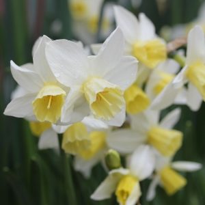 Buy miniature & rockery daffodil bulbs online for September delivery