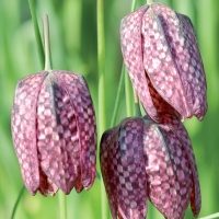 Fritilleria Melegrrais