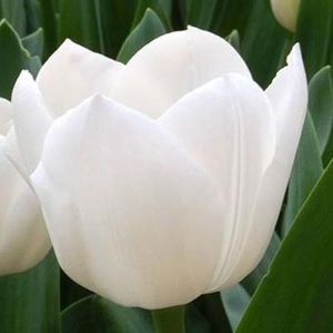 Royal Virgin Tulip Bulbs