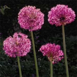 Allium Purple Sensation