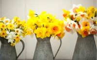 100 cornish daffodils