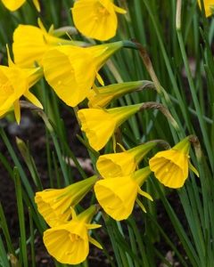 Golden Bells Daffodil Bulbs