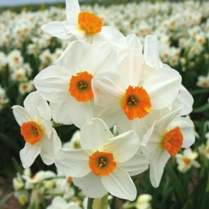 Geranium Daffodil / Narcissi
