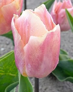 Salmon Prince Tulip Bulbs