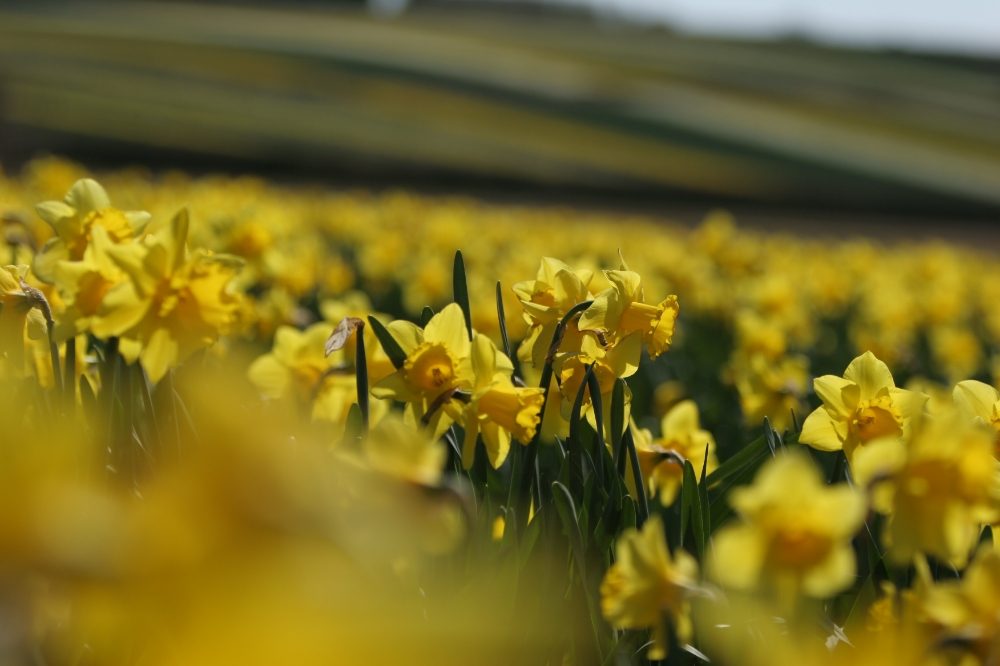 Daffodils out in bloom