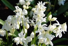 Scilla siberica alba