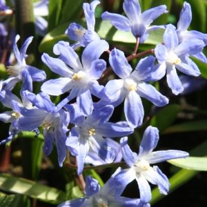 Chionodoxa Lucilliae