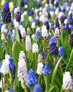 Muscari Mix Bulbs