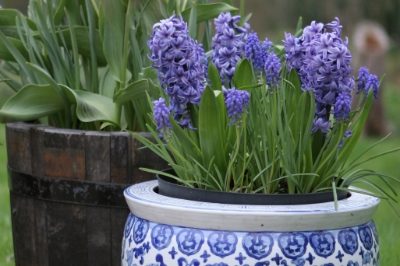 Hyacinth bulb planting advice