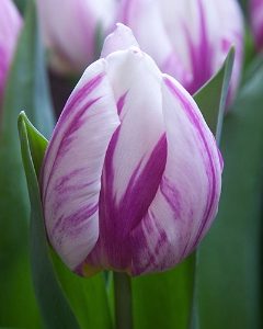 Flaming Prince Tulip Bulbs